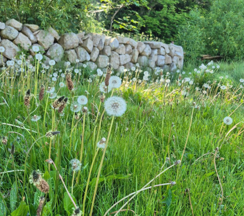 No Mow May garden